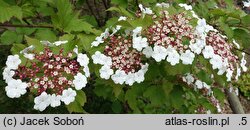 Viburnum sargentii Onondaga