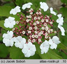 Viburnum sargentii Onondaga