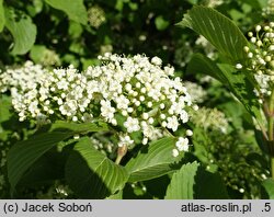 Viburnum sieboldii (kalina Siebolda)