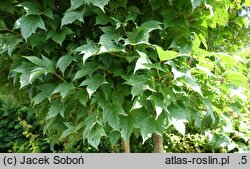 Viburnum trilobum Spring Red Compact