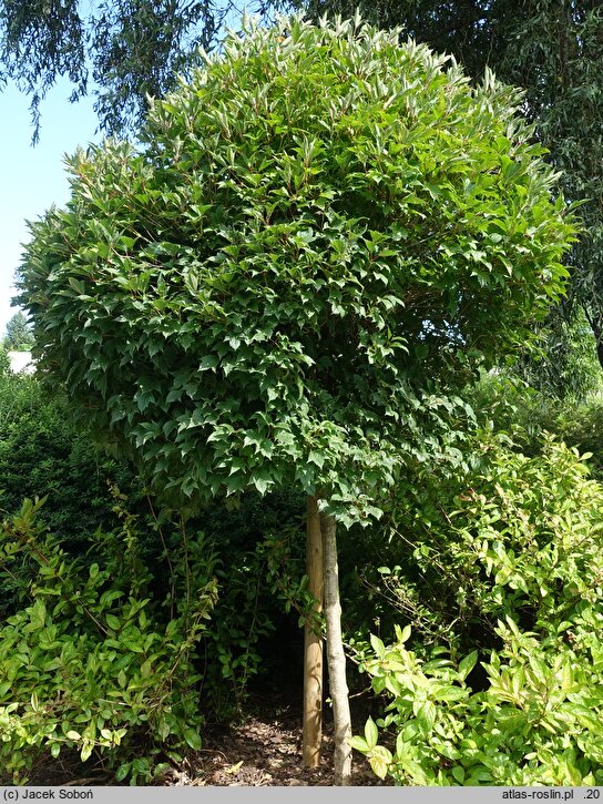 Viburnum trilobum Spring Red Compact
