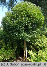 Viburnum trilobum Spring Red Compact