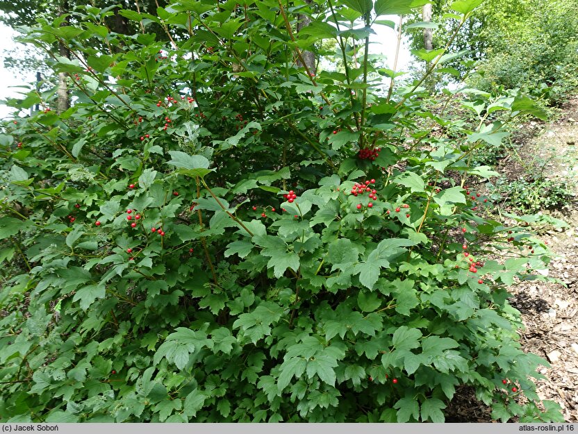 Viburnum trilobum Wentworth