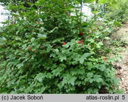 Viburnum trilobum Wentworth