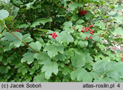 Viburnum trilobum Wentworth