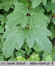 Viburnum trilobum Wentworth