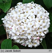 Viburnum ×carlcephalum (kalina angielska)