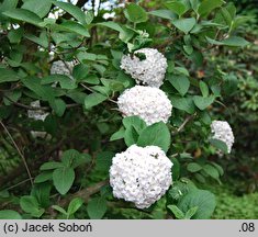 Viburnum ×carlcephalum (kalina angielska)