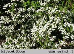 Viburnum erosum (kalina bukowa)