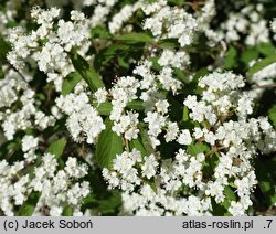 Viburnum erosum (kalina bukowa)