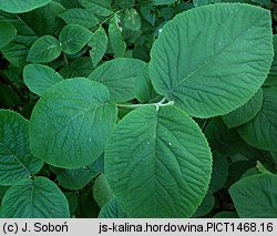 Viburnum lantana (kalina hordowina)