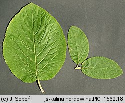 Viburnum lantana (kalina hordowina)