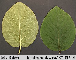 Viburnum lantana (kalina hordowina)