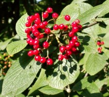 Viburnum lantana (kalina hordowina)