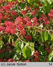 Viburnum plicatum (kalina japońska)