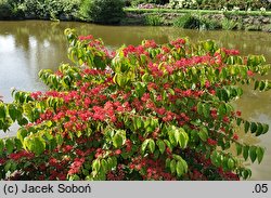 Viburnum plicatum (kalina japońska)