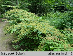 Viburnum plicatum Shasta