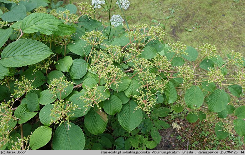 Viburnum plicatum Shasta
