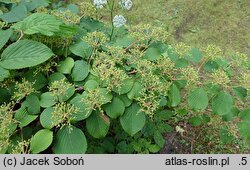 Viburnum plicatum Shasta