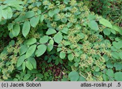 Viburnum plicatum Shasta