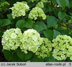 Viburnum plicatum Thunberg's Original