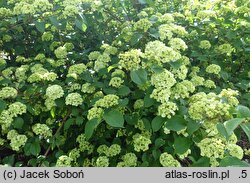 Viburnum plicatum Thunberg's Original