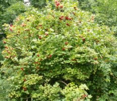 Viburnum opulus