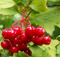 Viburnum opulus