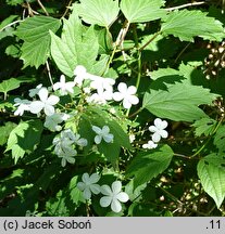 Viburnum trilobum (kalina amerykańska)