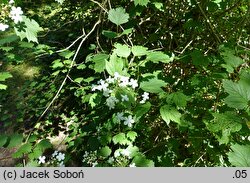 Viburnum trilobum (kalina amerykańska)