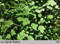 Viburnum trilobum (kalina amerykańska)