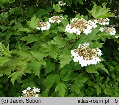 Viburnum opulus Słodka