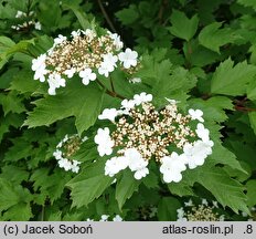 Viburnum opulus Słodka