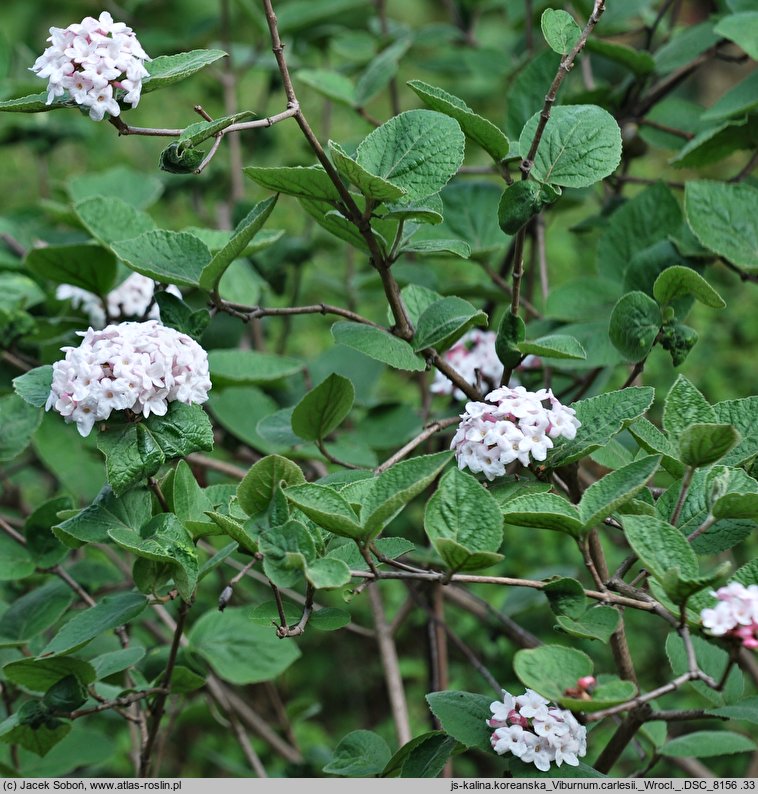 Viburnum carlesii (kalina koreańska)