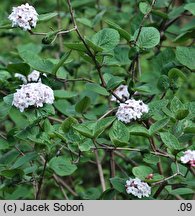 Viburnum carlesii (kalina koreańska)