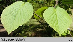 Viburnum alnifolium (kalina olcholistna)