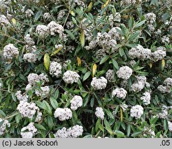 Viburnum Pragense