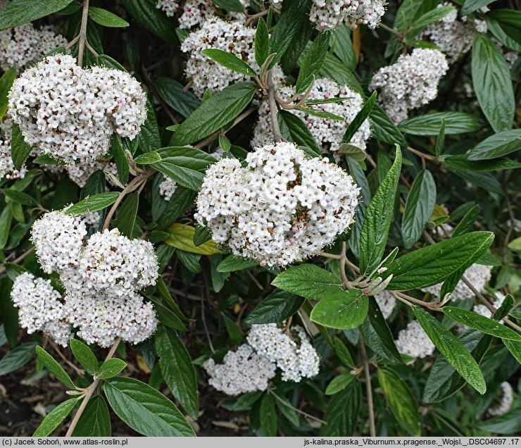 Viburnum Pragense