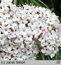 Viburnum Pragense