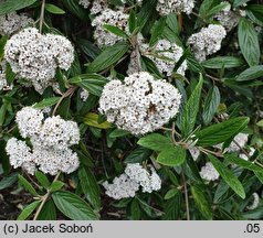 Viburnum Pragense