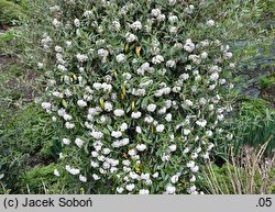 Viburnum Pragense