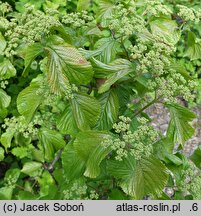 Viburnum dilatatum Iroquois