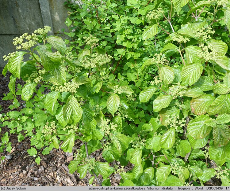 Viburnum dilatatum Iroquois