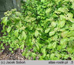 Viburnum dilatatum Iroquois