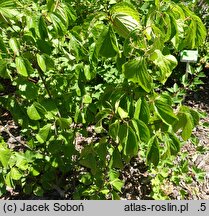 Viburnum dilatatum Iroquois