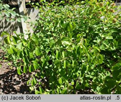 Viburnum dilatatum Iroquois