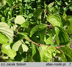 Viburnum dilatatum Iroquois
