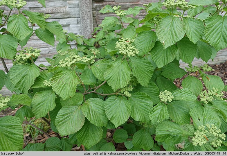 Viburnum dilatatum Michael Dodge