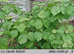 Viburnum dilatatum Michael Dodge