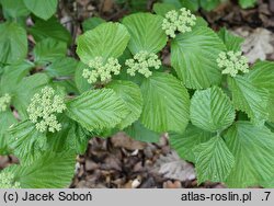 Viburnum dilatatum Michael Dodge